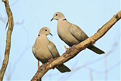 Eurasian Collared-Dove